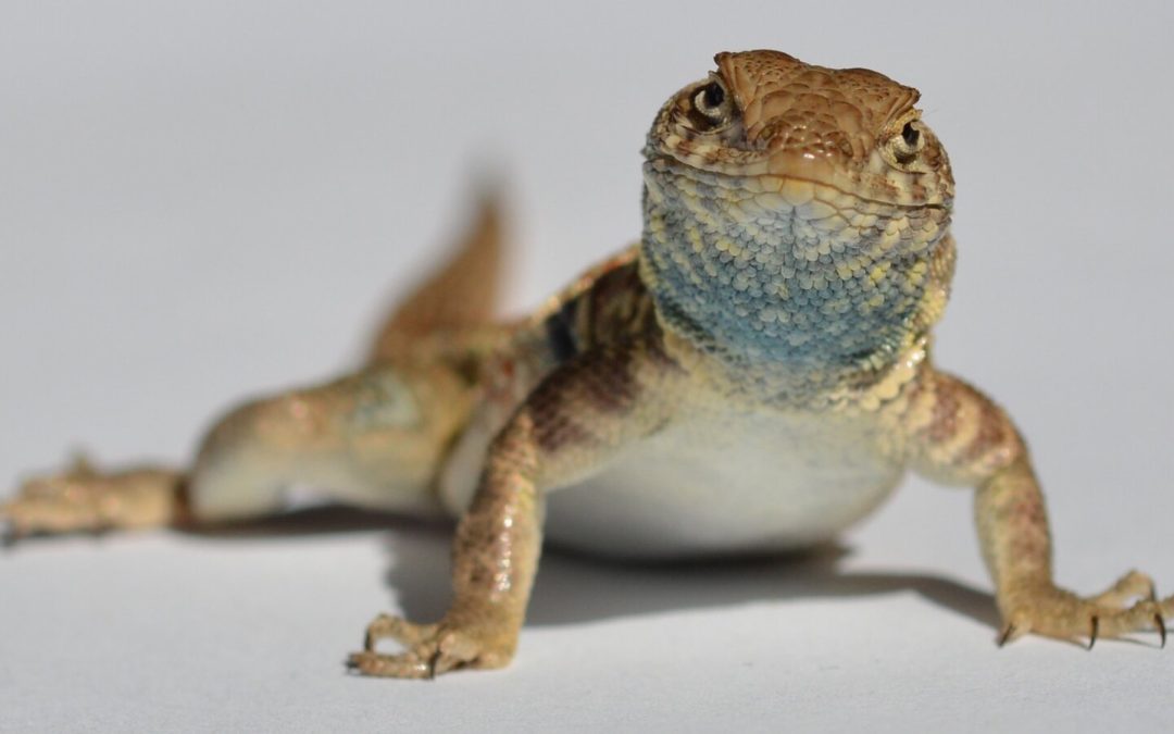 Override Your Lizard Brain