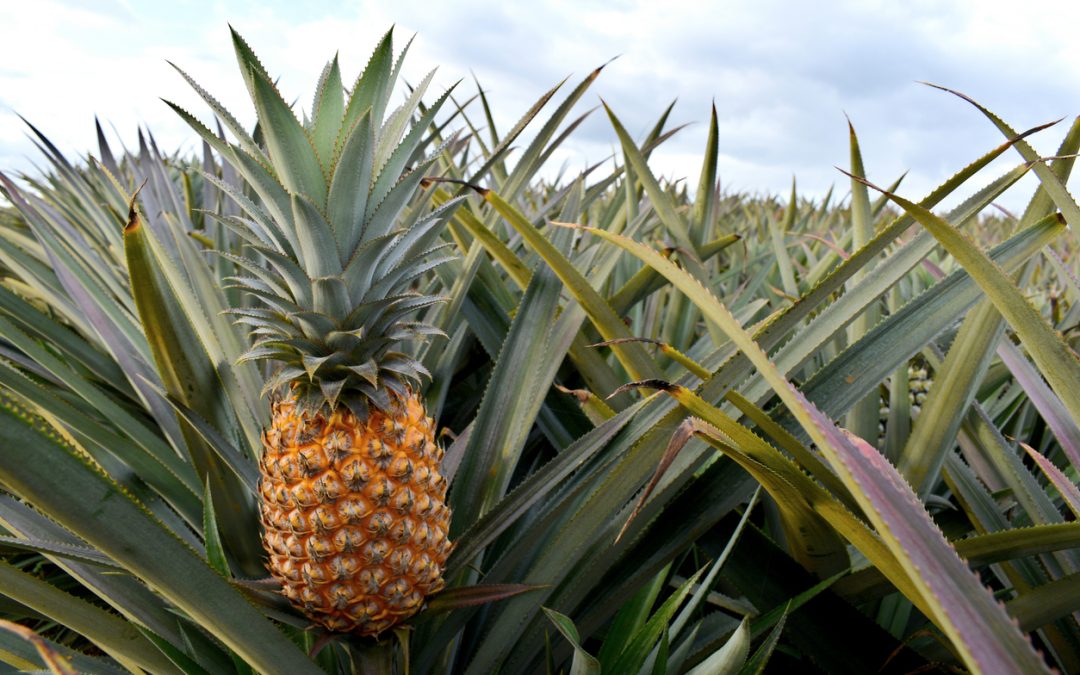 Growing Pineapples – A Lesson in Patience