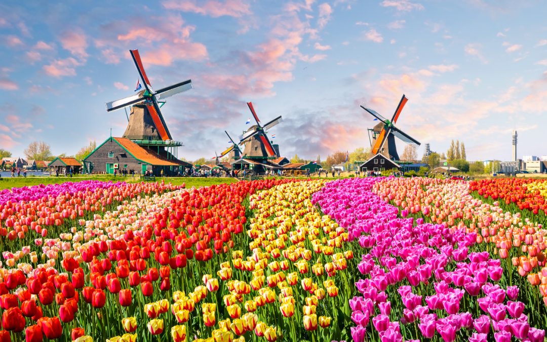 Dutch Tulip Mania of 1630s