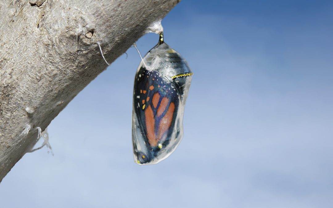 Becoming the Best You